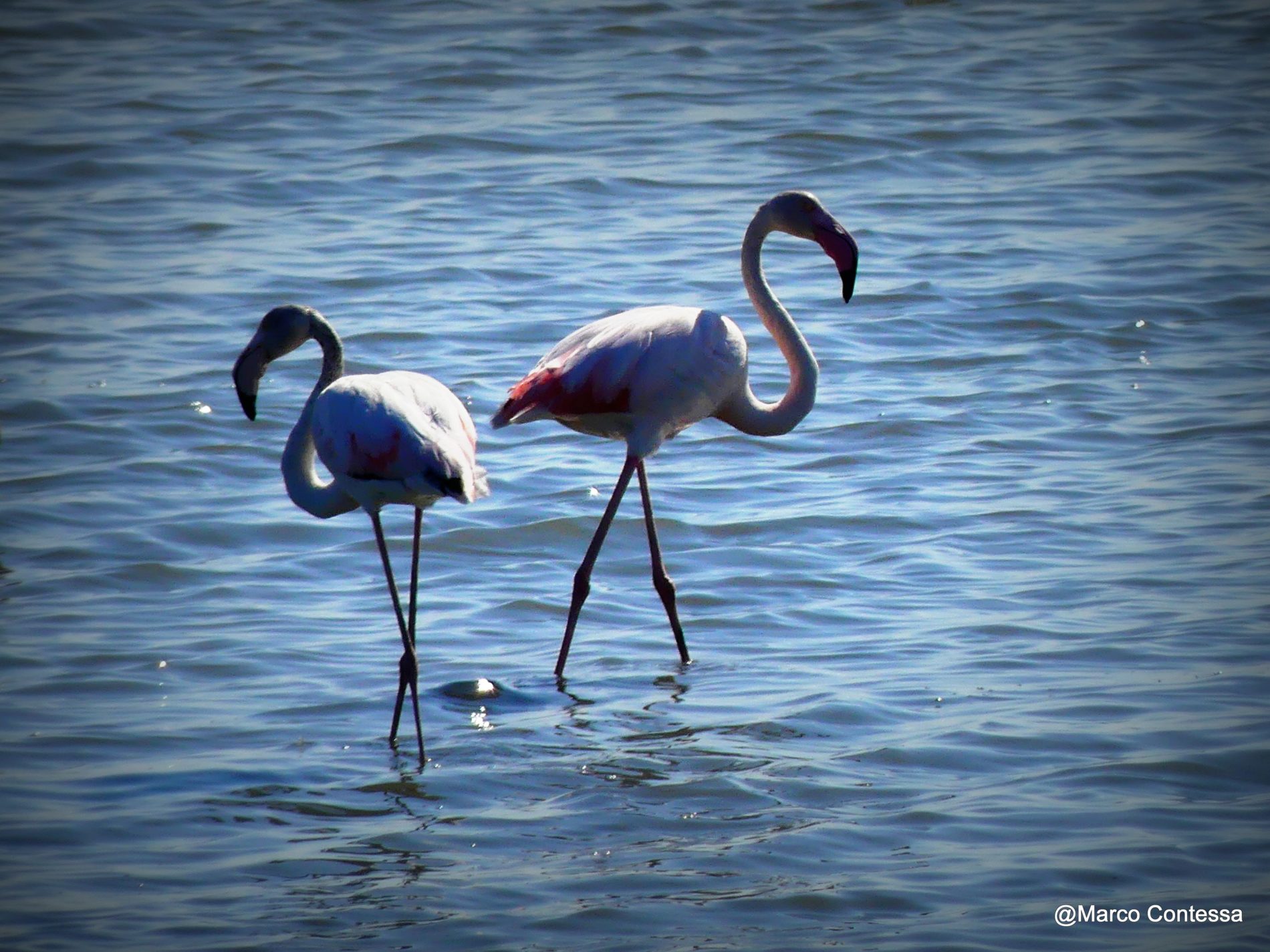 Flamingos Venice Lagoon Fenicotteri Laguna di Venezia - Hotel Venice Guided Tours